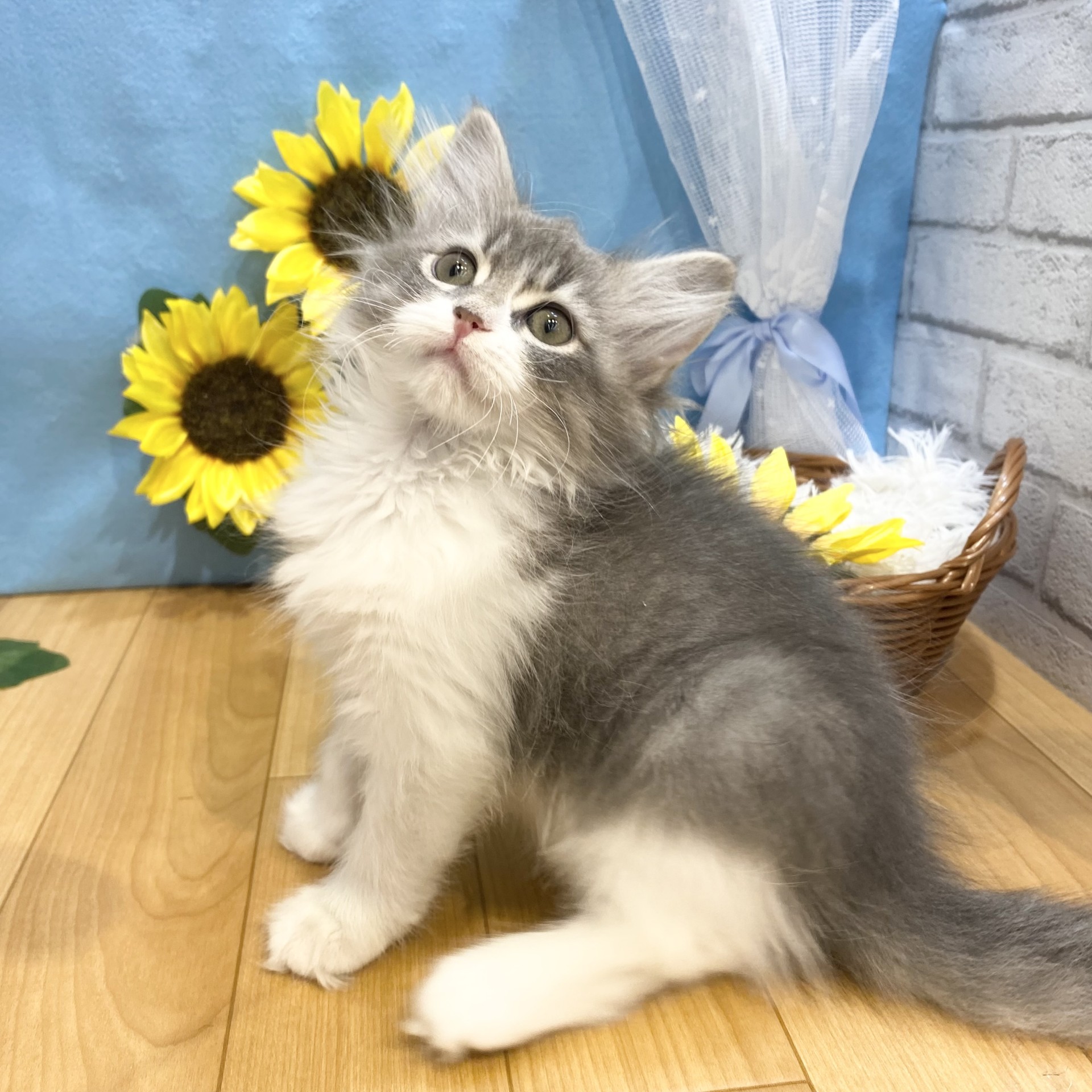 長野県のサイベリアン (犬の家＆猫の里カインズ梓川店/2026年4月4日生まれ/女の子/ブルータビーホワイト)の子猫の2枚目の画像