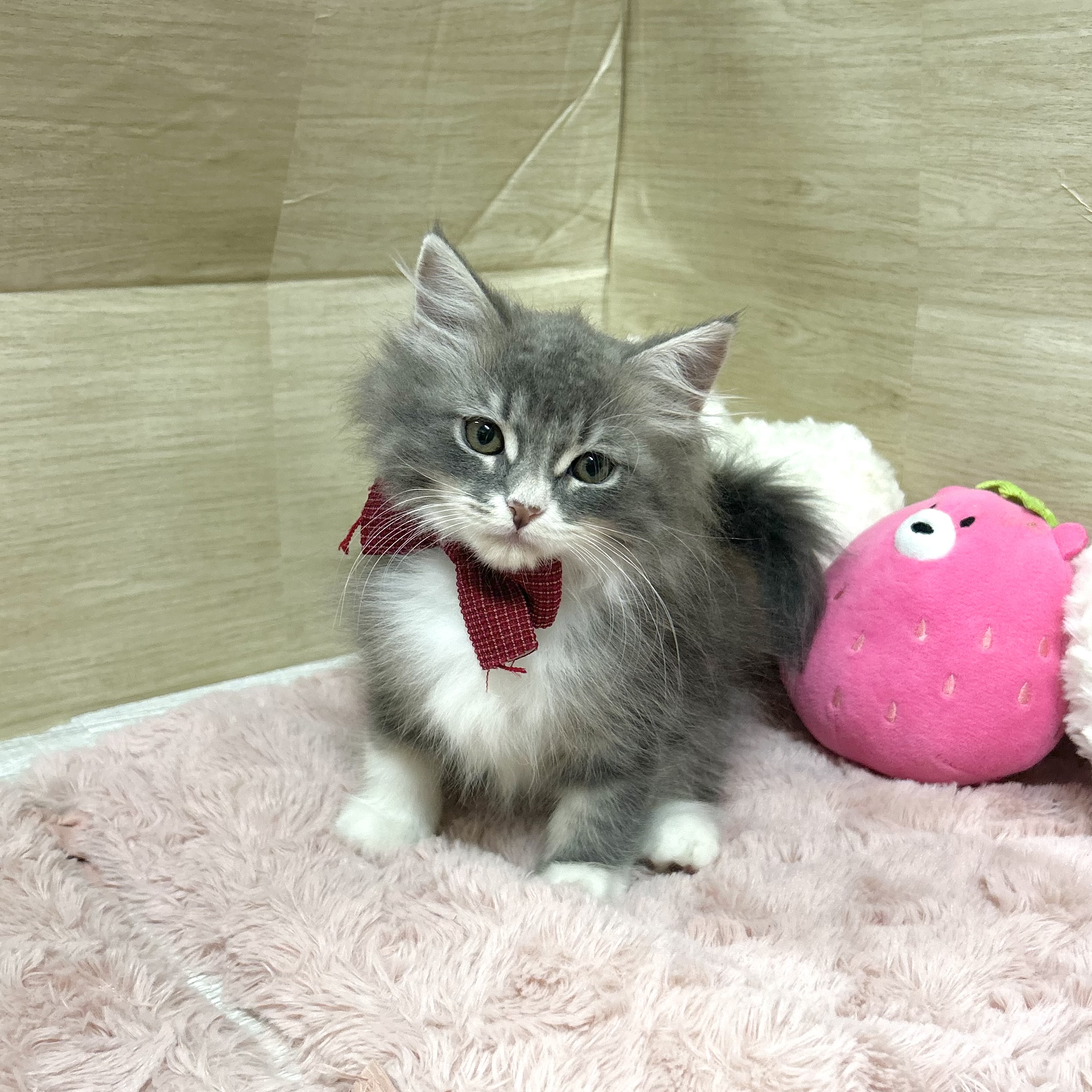 大阪府のサイベリアン (犬の家＆猫の里そよら東岸和田店/2026年4月4日生まれ/女の子/ブルータビーホワイト)の子猫の2枚目の画像