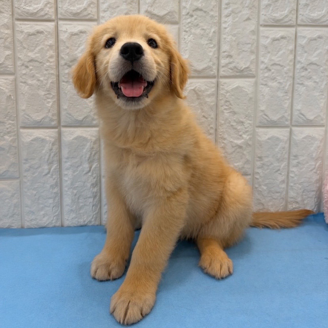 岡山県のゴールデンレトリバー (犬の家＆猫の里倉敷店/2026年4月18日生まれ/女の子/ゴールデン)の子犬の2枚目の画像
