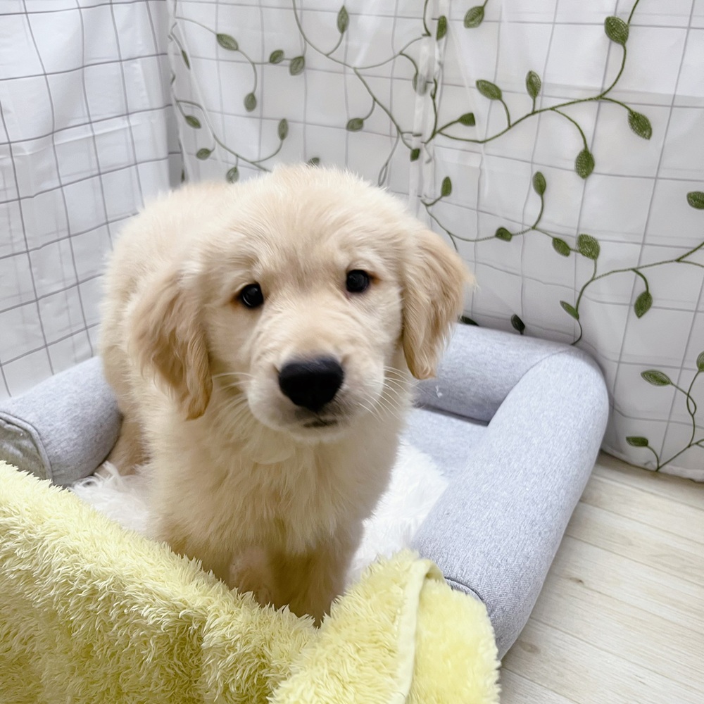 長野県のゴールデンレトリバー (犬の家＆猫の里塩尻店/2026年4月18日生まれ/男の子/ゴールデン)の子犬の2枚目の画像