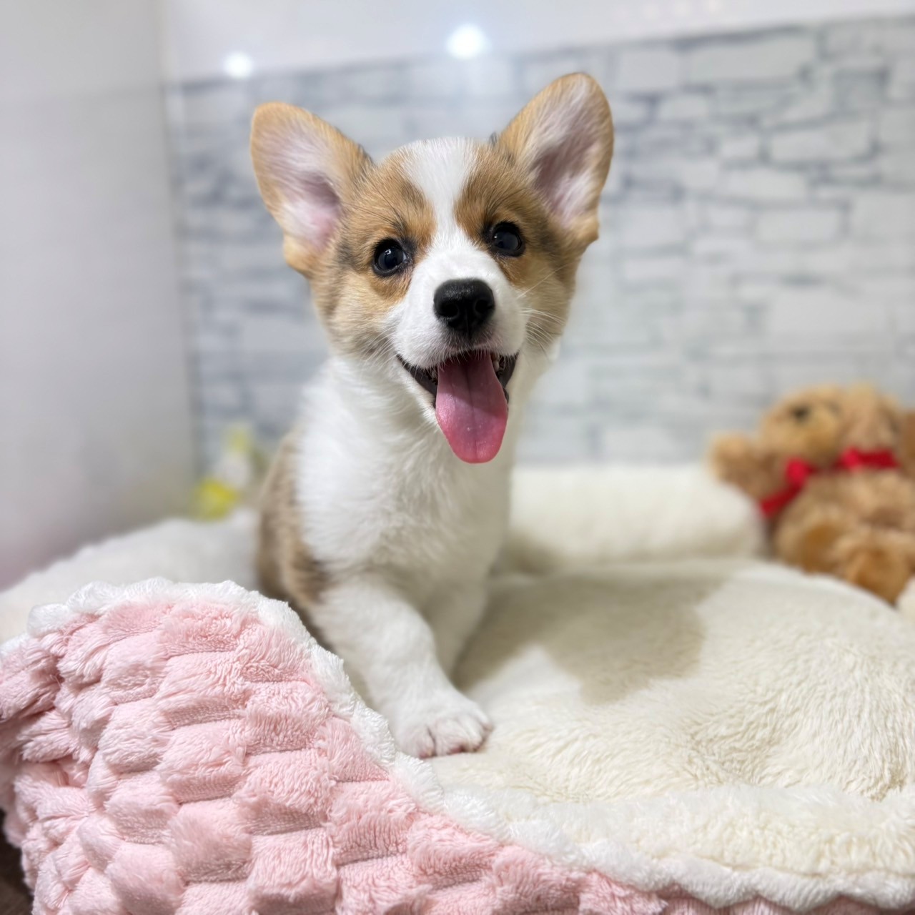 長野県のウェルシュコーギーペンブローク (犬の家＆猫の里長野店/2026年4月17日生まれ/男の子/レッドホワイト)の子犬の2枚目の画像