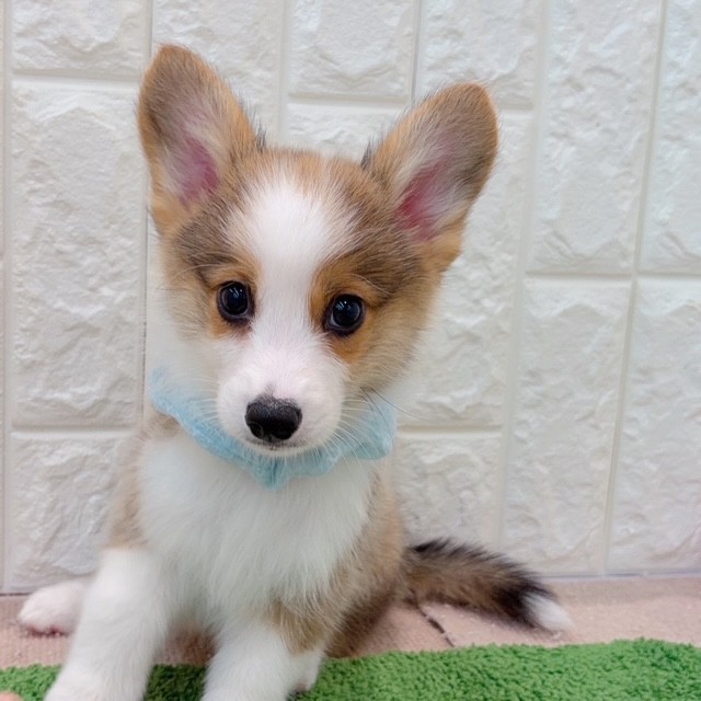 岡山県のウェルシュコーギーペンブローク (犬の家＆猫の里倉敷店/2026年4月17日生まれ/男の子/レッドホワイト)の子犬の2枚目の画像