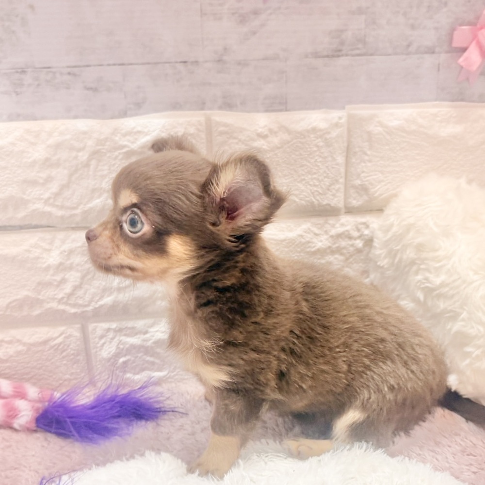 静岡県のチワワ(ロング) (犬の家＆猫の里プレ葉ウォーク浜北店/2026年4月18日生まれ/男の子/チョコレートクリーム)の子犬の2枚目の画像
