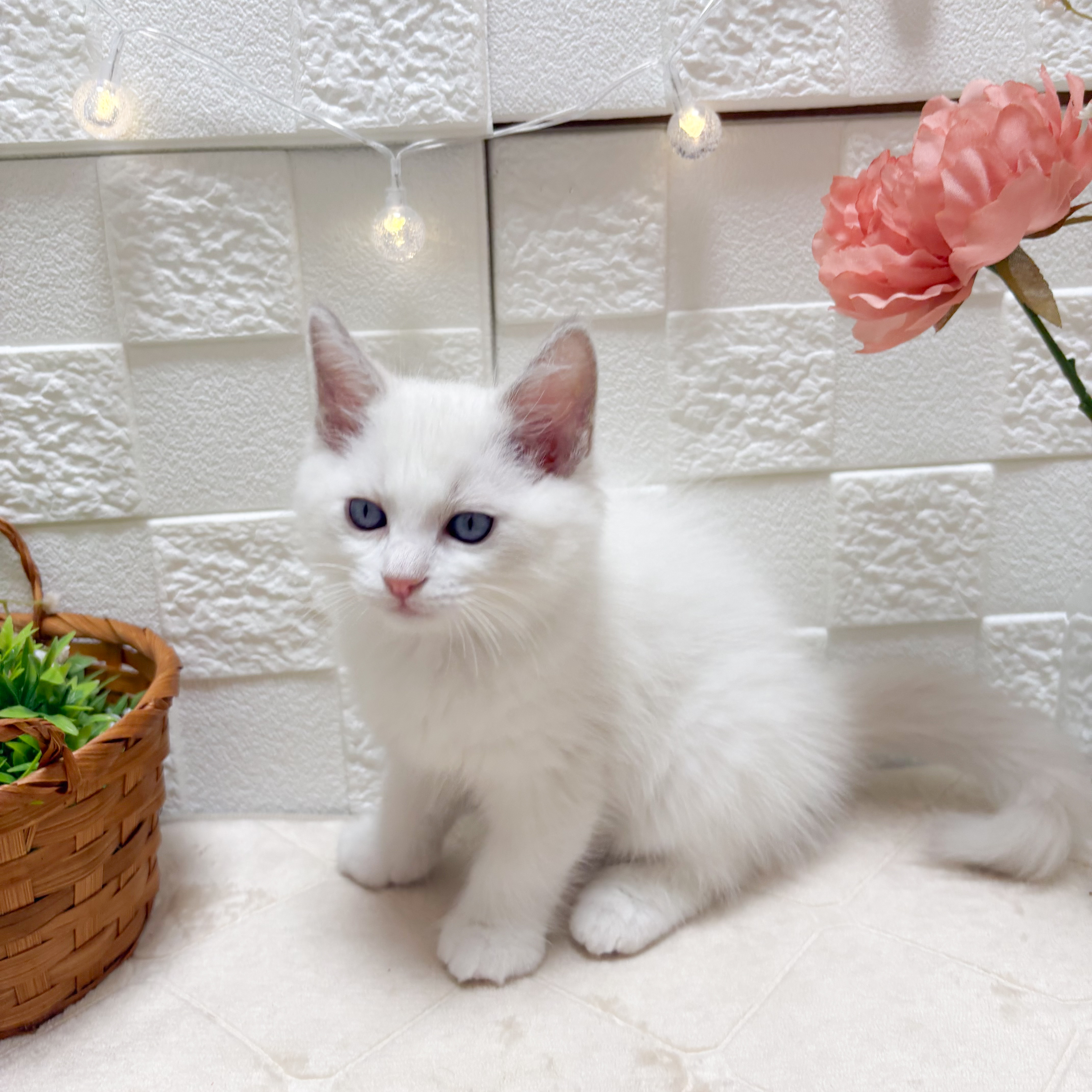東京都のラグドール (犬の家＆猫の里ペットフォレスト小平店/2026年4月18日生まれ/男の子/ブルーポイントバイカラー)の子猫の2枚目の画像
