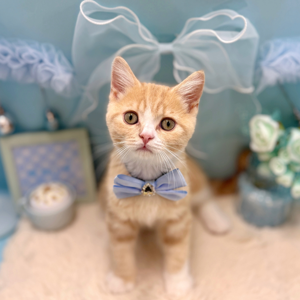福井県のスコティッシュストレート (犬の家＆猫の里アミーゴ福井大和田店/2026年4月10日生まれ/男の子/クリームタビーホワイト)の子猫の1枚目の画像