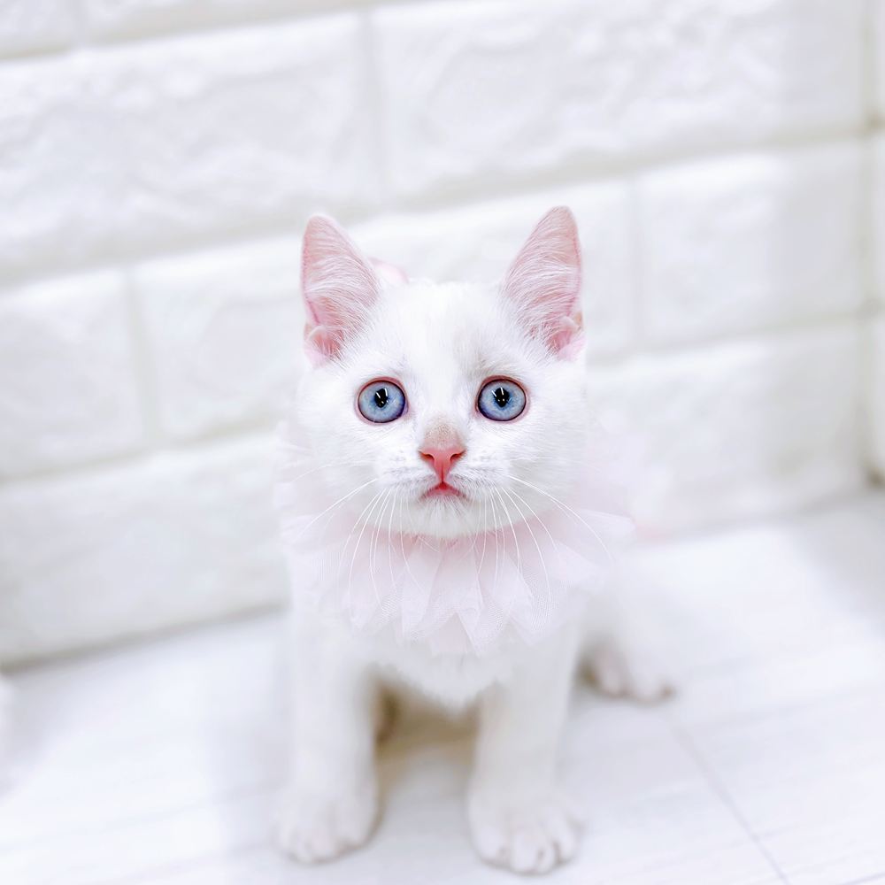 🐶わんちゃん紹介🐶犬の家猫の里アミーゴ福井店 | ペットショップ 犬の