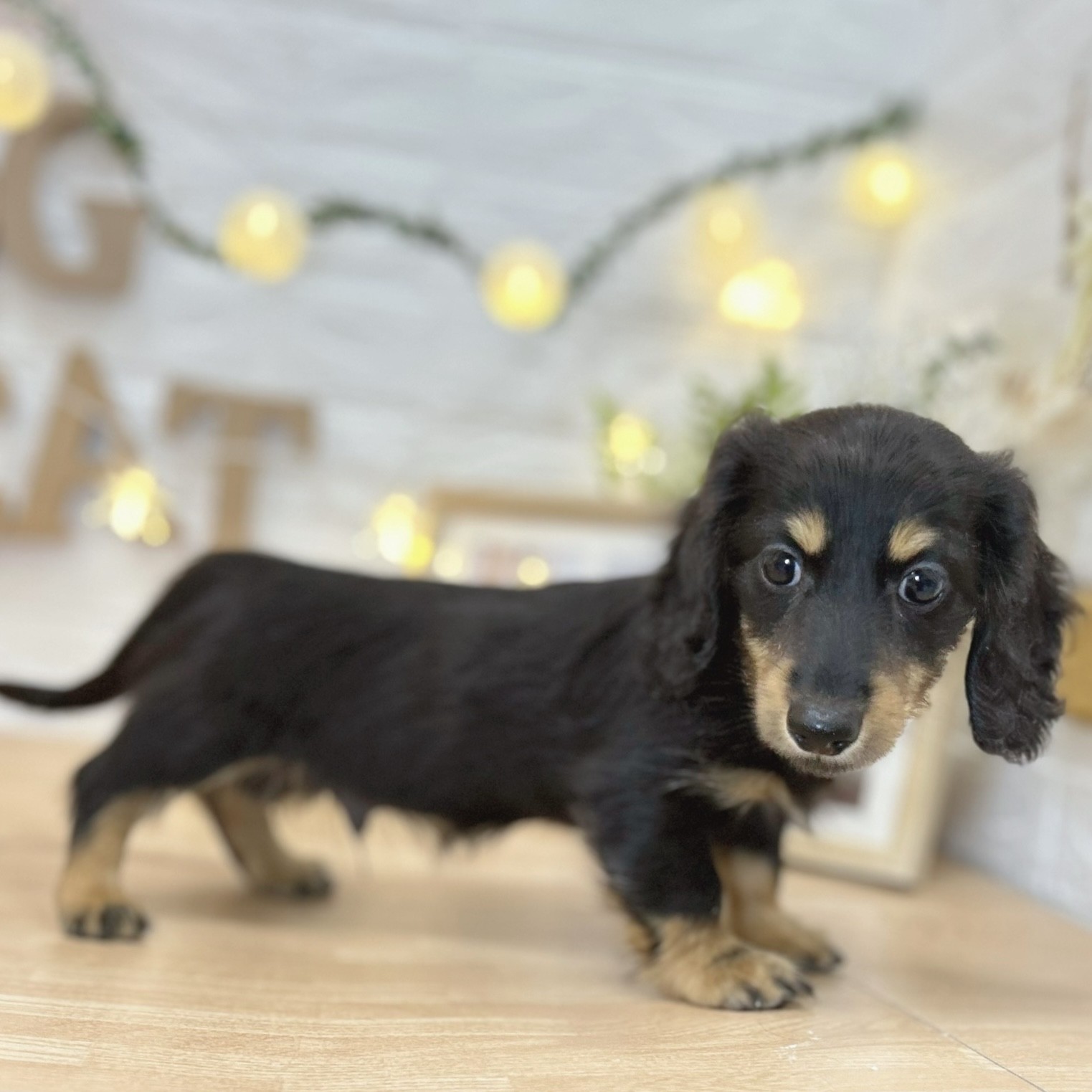 千葉県のミニチュアダックスフンド(ロング) (犬の家＆猫の里ワンズモール稲毛店/2026年4月17日生まれ/男の子/ブラックタン)の子犬の2枚目の画像