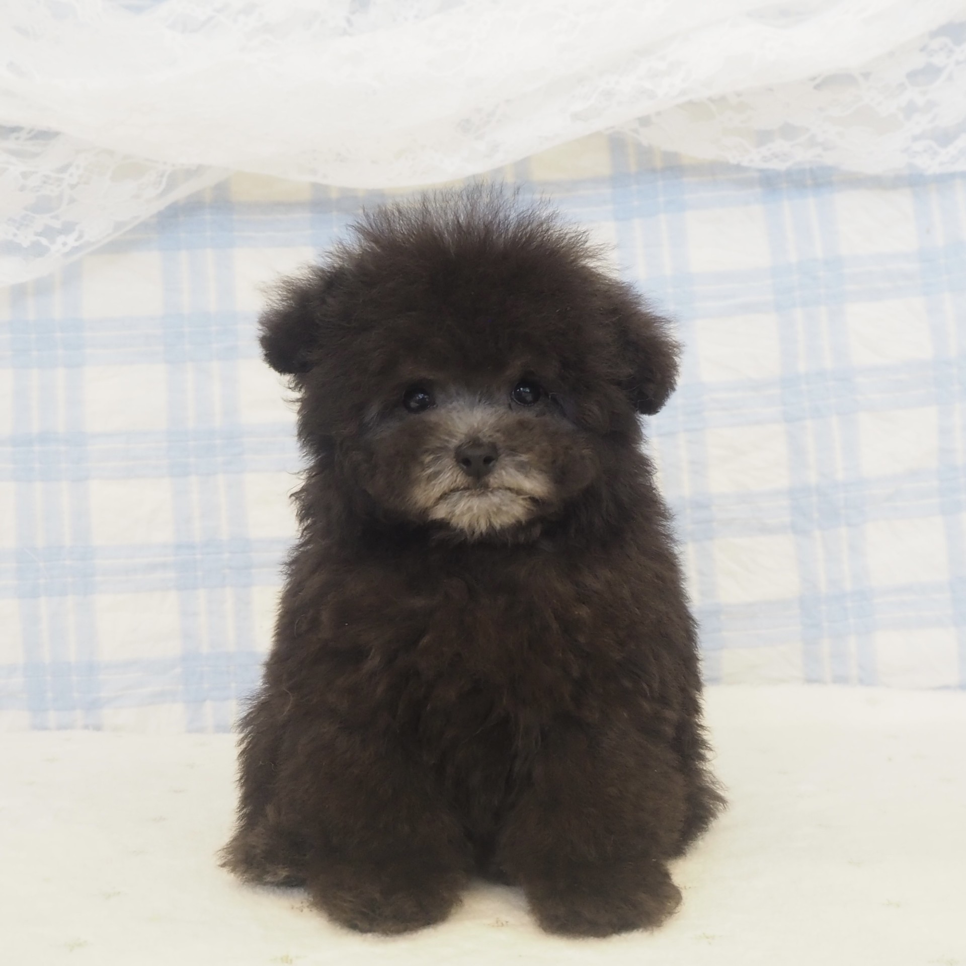 大阪府のトイプードル(ティーカップ) (犬の家＆猫の里もりのみやキューズモールBASE店/2026年4月15日生まれ/女の子/グレー)の子犬の1枚目の画像