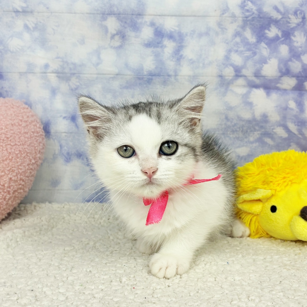 兵庫県のミヌエット (犬の家＆猫の里川西店/2026年4月5日生まれ/女の子/シルバータビーホワイト)の子猫の1枚目の画像