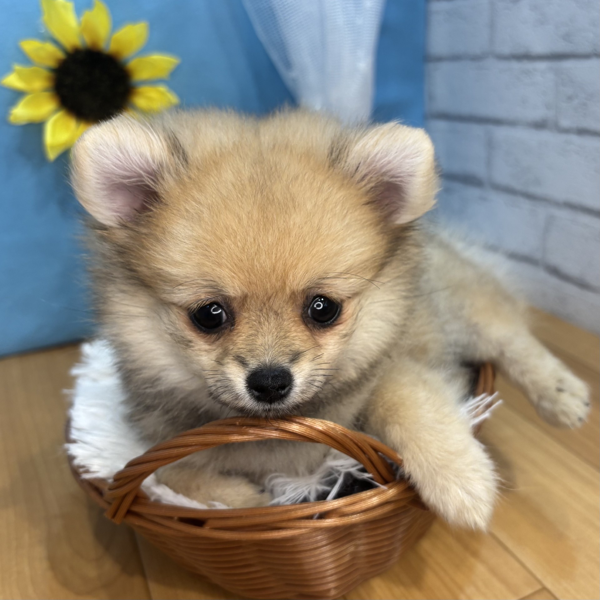 長野県のポメチワ/チワポメ/ポメチー(ポメラニアン×チワワ) (犬の家＆猫の里カインズ梓川店/2026年4月15日生まれ/女の子/フォーン)の子犬の2枚目の画像