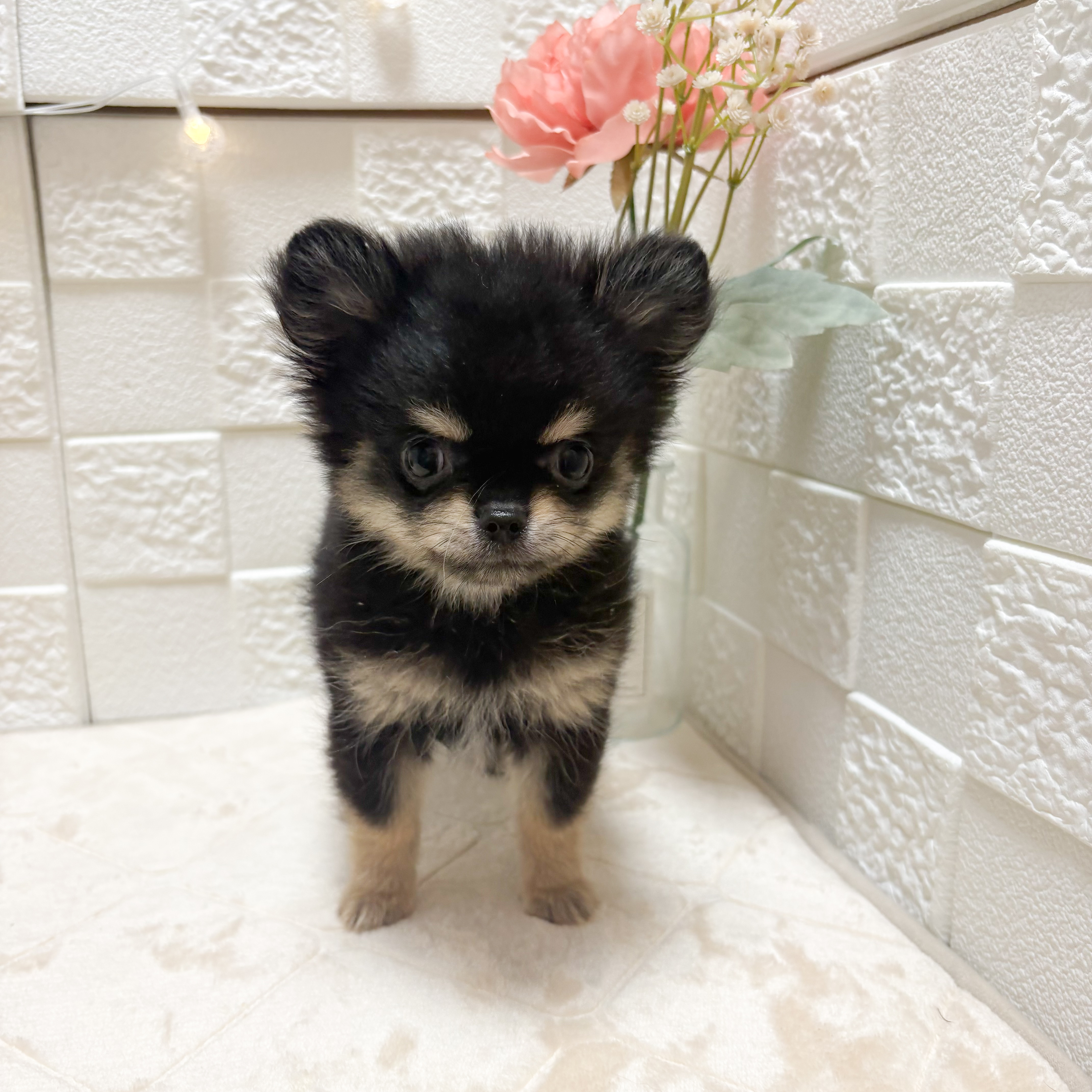 東京都のポメチワ/チワポメ/ポメチー(ポメラニアン×チワワ) (犬の家＆猫の里ペットフォレスト小平店/2026年4月15日生まれ/男の子/ブラックタン)の子犬の2枚目の画像