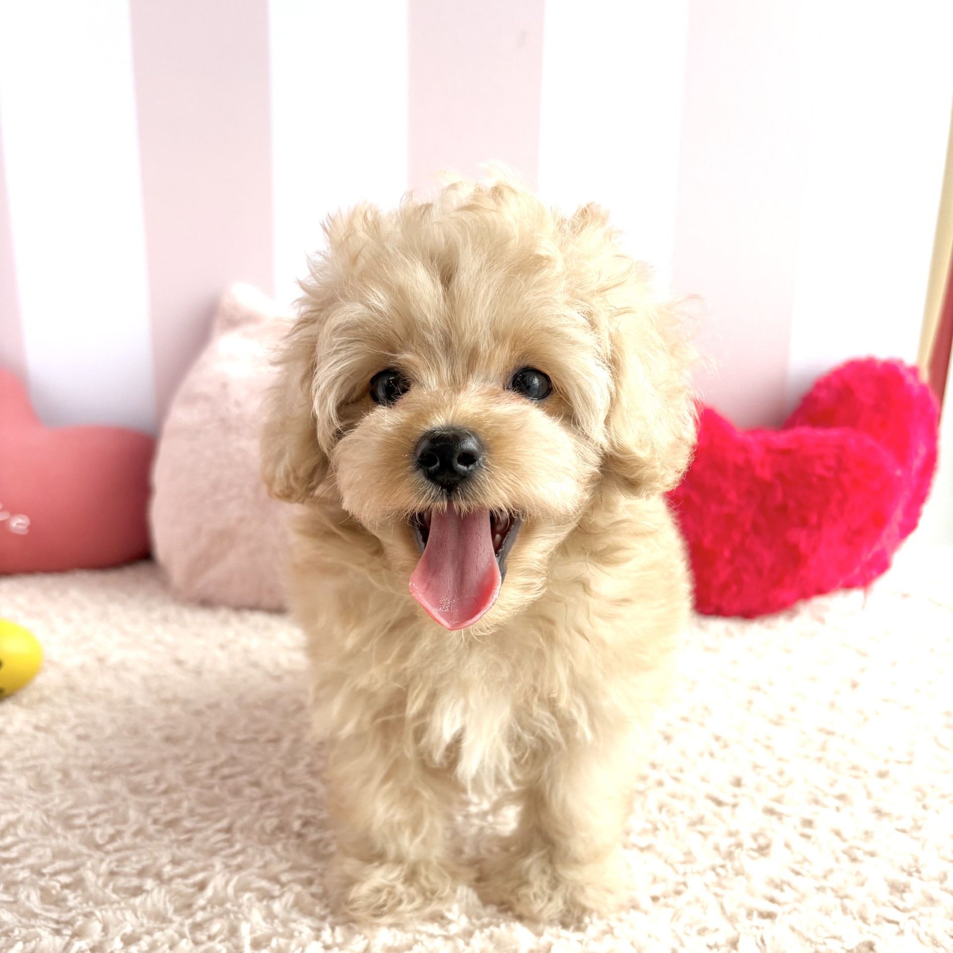岡山県のマルプー(マルチーズ×プードル) (犬の家＆猫の里倉敷中庄店/2026年4月16日生まれ/男の子/クリーム)の子犬の2枚目の画像