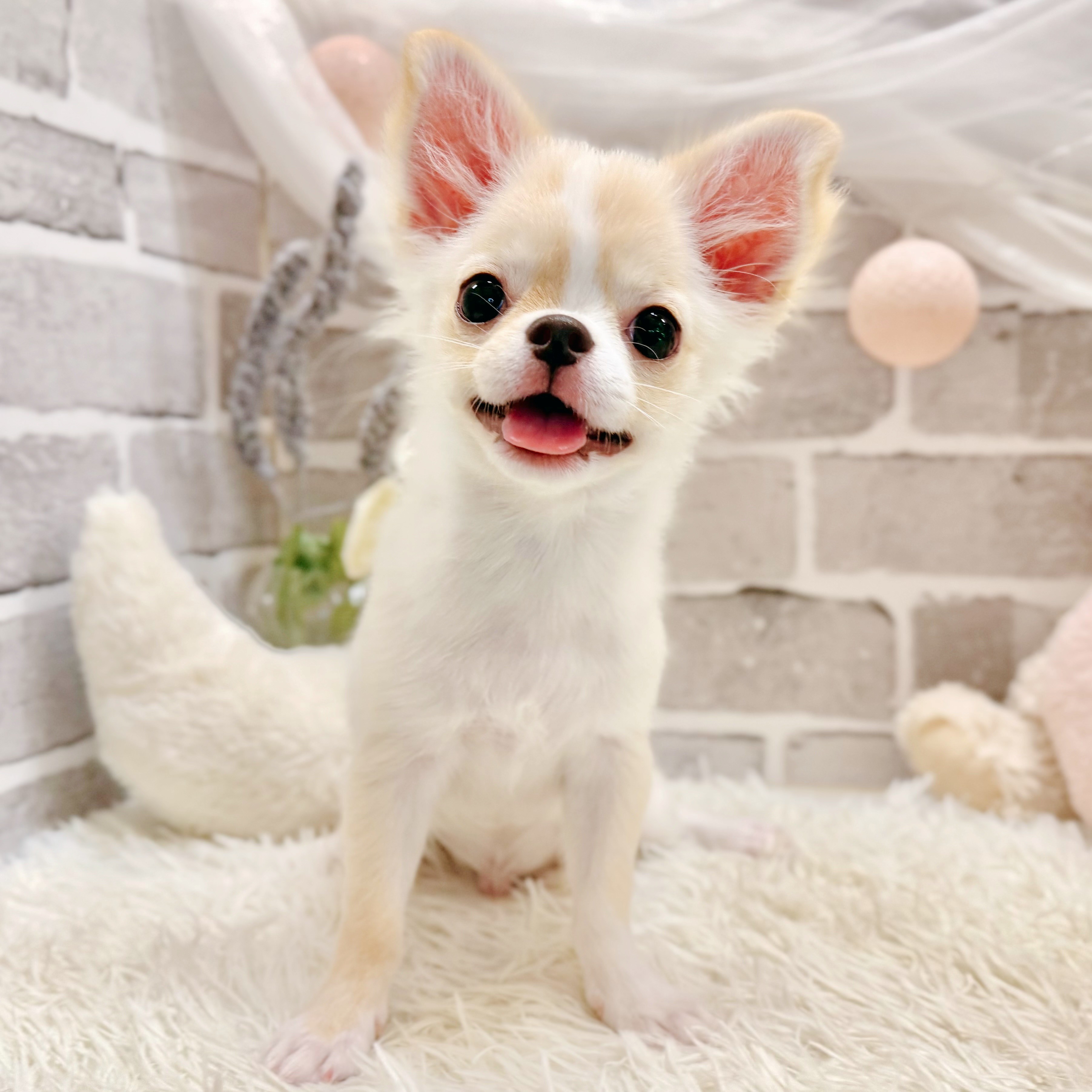 兵庫県のチワワ(ロング) (犬の家＆猫の里神戸店/2026年4月19日生まれ/男の子/クリームホワイト)の子犬の1枚目の画像