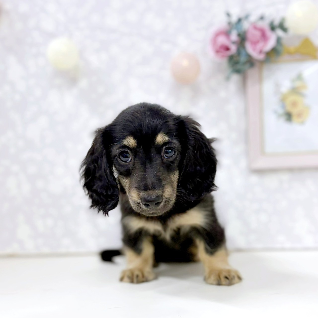 富山県のミニチュアダックスフンド(ロング) (犬の家＆猫の里アミーゴ高岡蓮花寺店/2026年4月18日生まれ/女の子/ブラッククリーム)の子犬の2枚目の画像