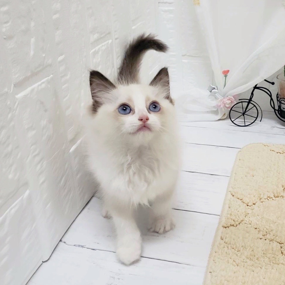 岡山県のラグドール (犬の家＆猫の里岡山店/2026年4月9日生まれ/女の子/シールポイントバイカラー)の子猫の2枚目の画像