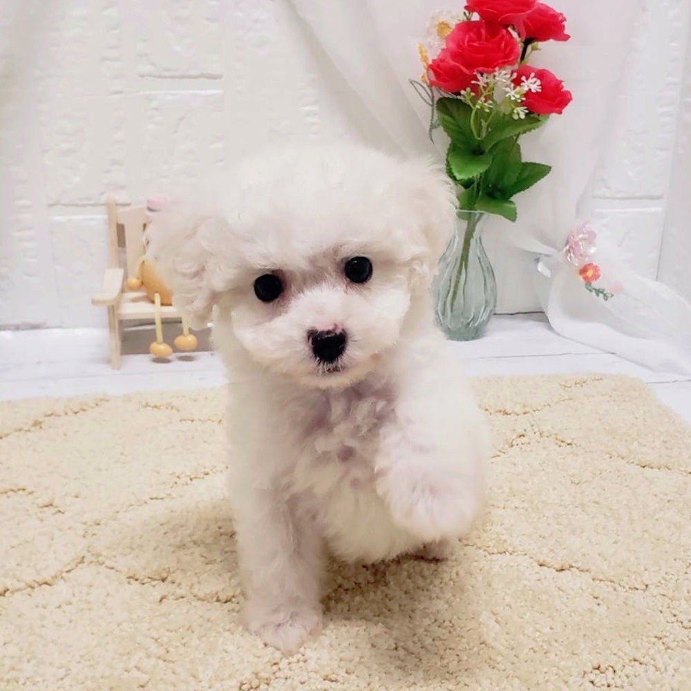 岡山県のビションフリーゼ (犬の家＆猫の里岡山店/2026年4月18日生まれ/男の子/ホワイト)の子犬の2枚目の画像