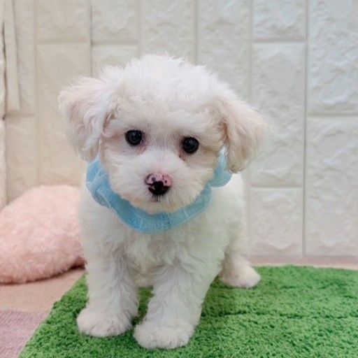 岡山県のビションフリーゼ (犬の家＆猫の里倉敷店/2026年4月18日生まれ/男の子/ホワイト)の子犬の1枚目の画像