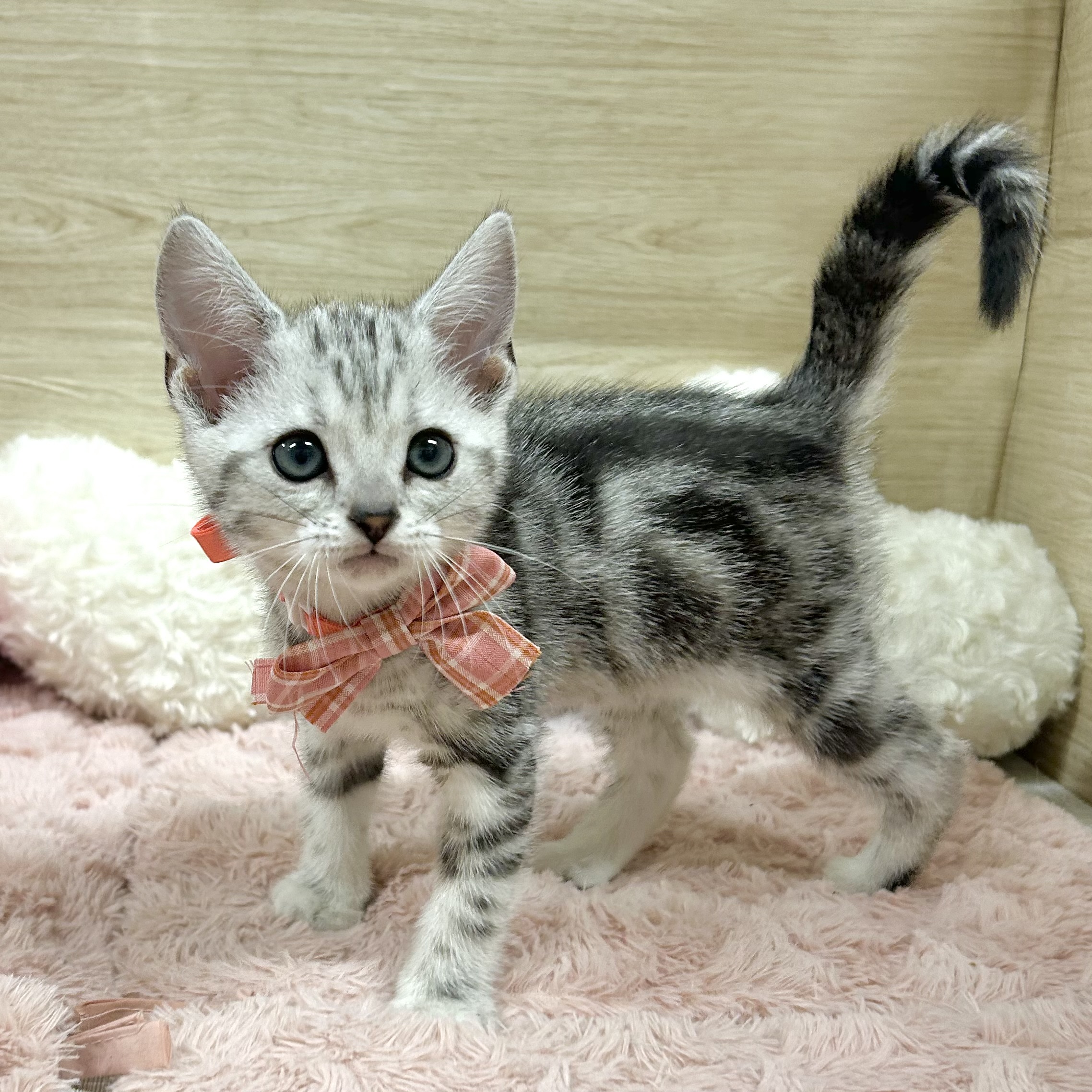 大阪府のアメリカンショートヘアー (犬の家＆猫の里そよら東岸和田店/2026年4月11日生まれ/女の子/シルバータビー)の子猫の1枚目の画像