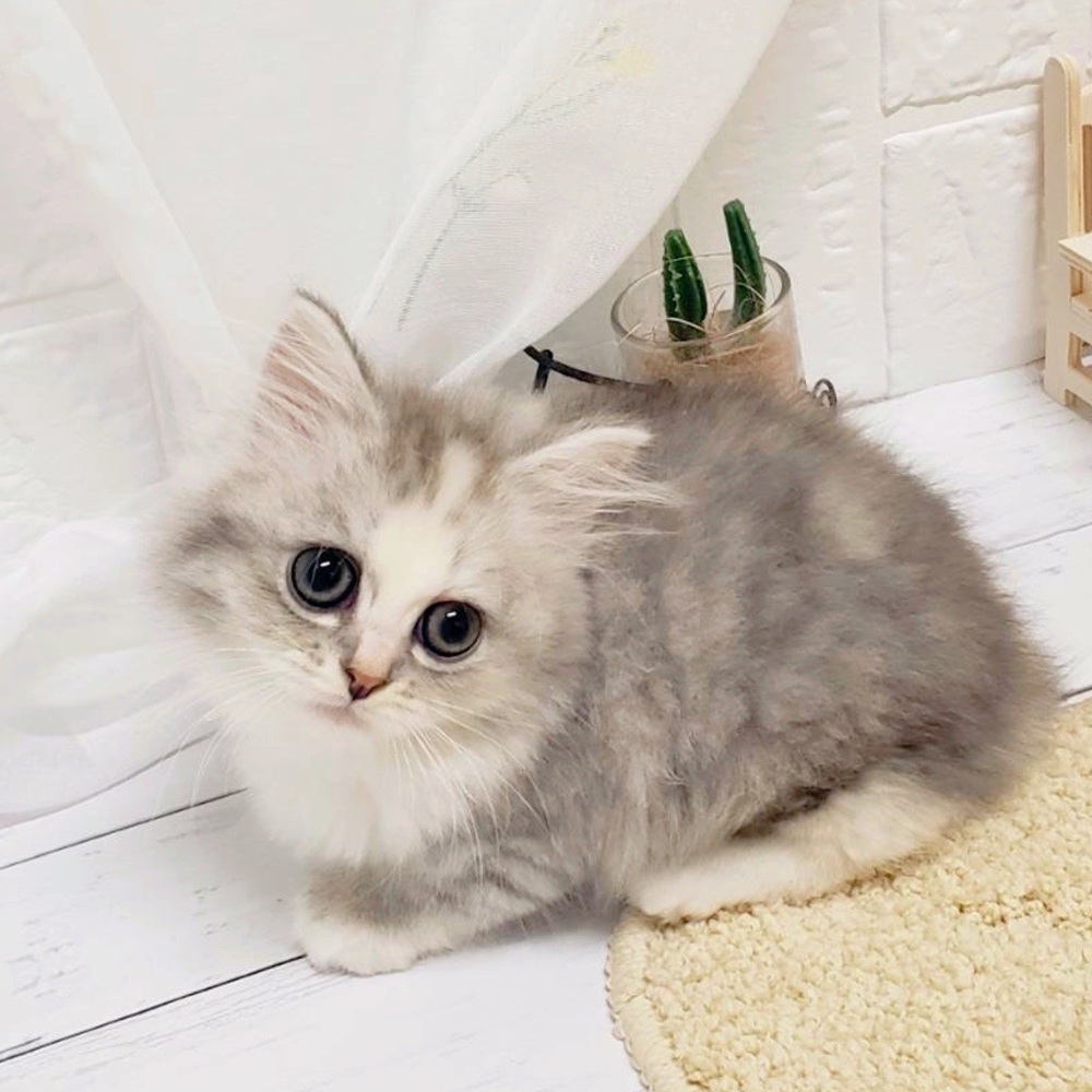 岡山県のミヌエット (犬の家＆猫の里岡山店/2026年4月18日生まれ/女の子/シルバーパッチドタビーホワイト)の子猫の2枚目の画像