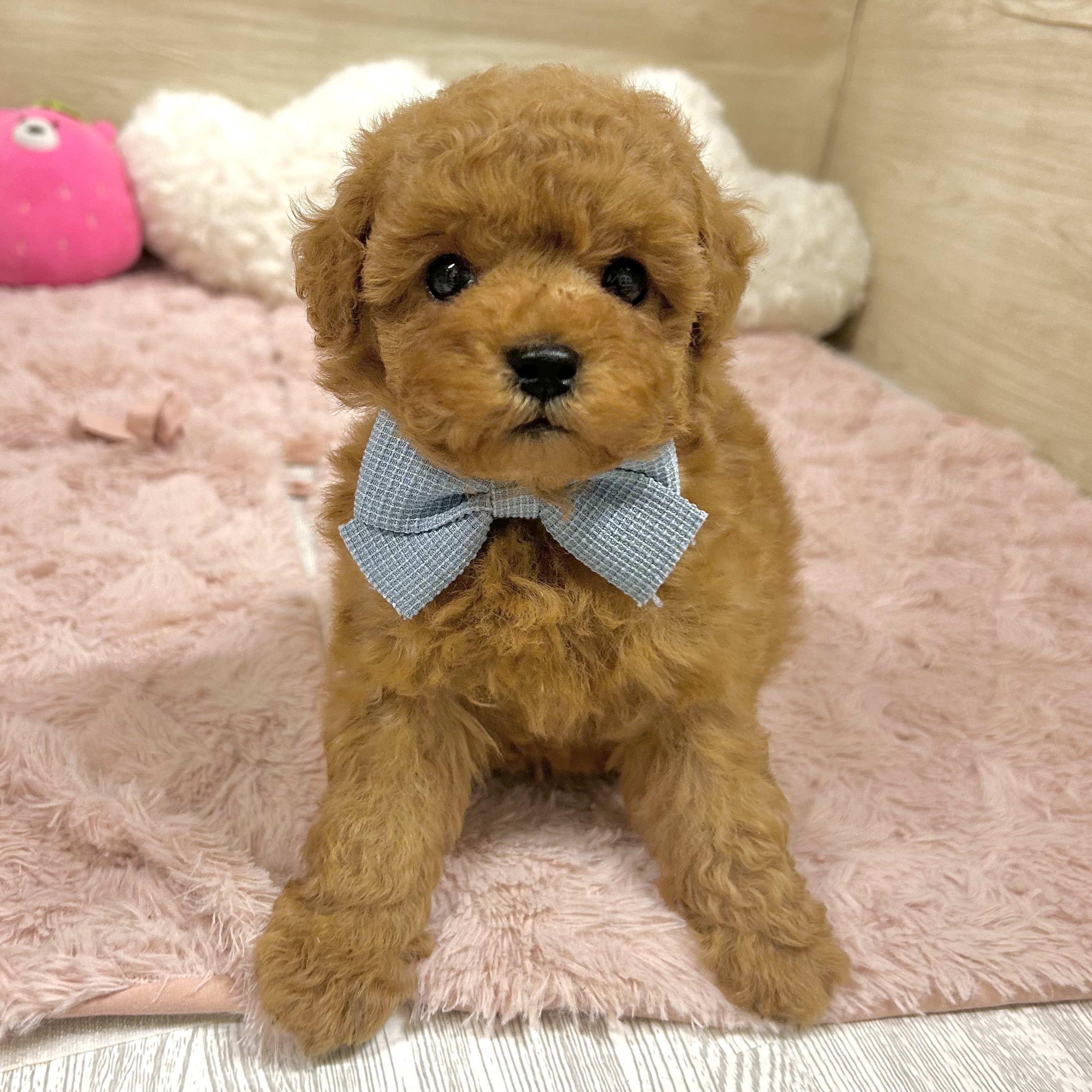 レッド(赤系)のトイプードルの子犬一覧 | ペットショップ 犬の家&猫の