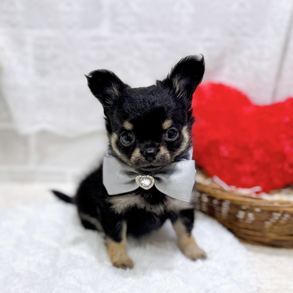 滋賀県のチワワ(ロング) (犬の家＆猫の里長浜店/2026年4月19日生まれ/男の子/ブラックタン)の子犬の1枚目の画像