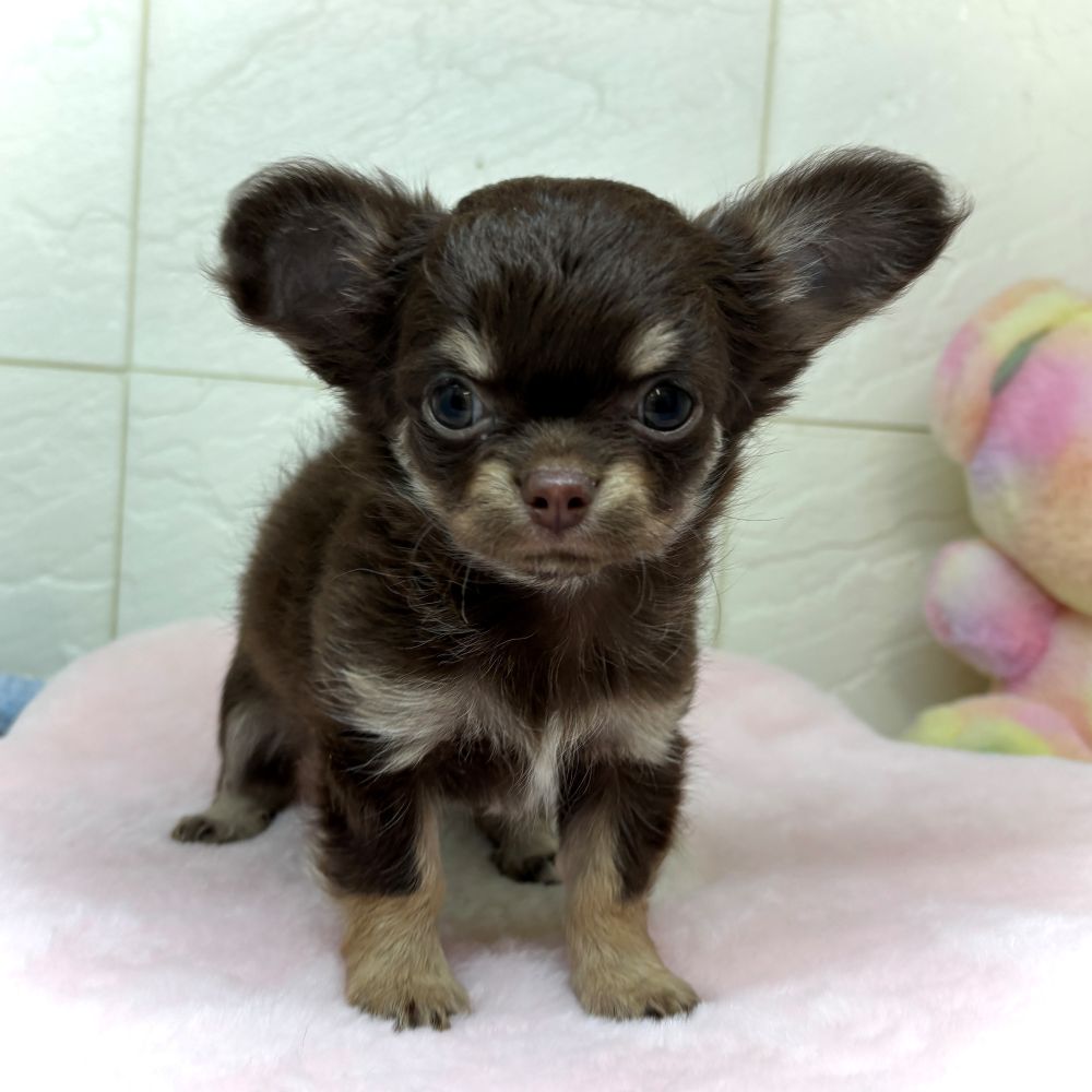 兵庫県のチワワ(ロング) (犬の家＆猫の里ゆめタウン姫路店/2026年4月19日生まれ/女の子/チョコレートタン)の子犬の2枚目の画像