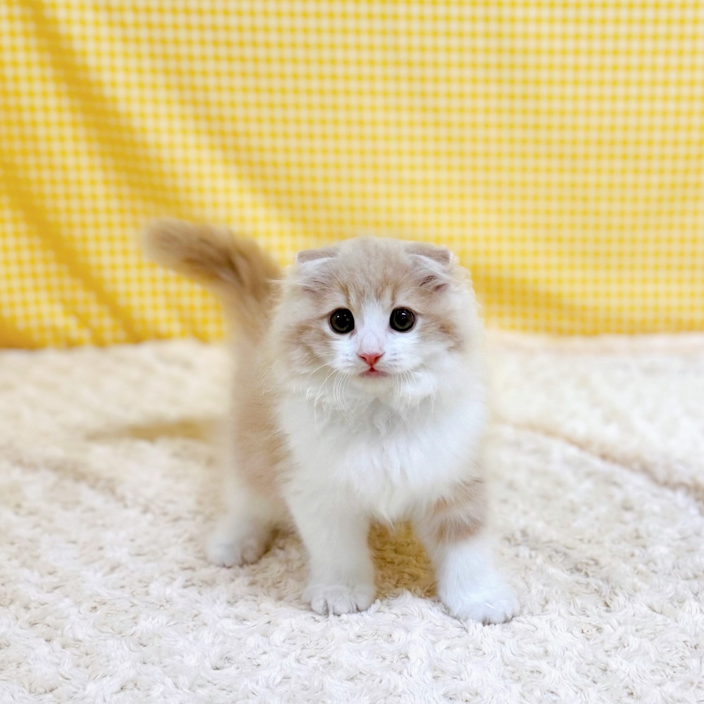 愛知県のスコティッシュフォールド (犬の家＆猫の里一宮店/2026年4月14日生まれ/男の子/クリームタビーホワイト)の子猫の2枚目の画像