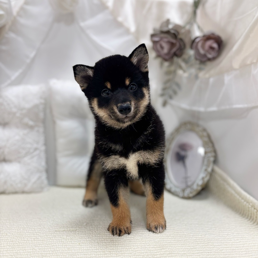 岐阜県の柴犬(標準サイズ) (犬の家＆猫の里カラフルタウン岐阜店/2026年4月19日生まれ/女の子/黒)の子犬の2枚目の画像