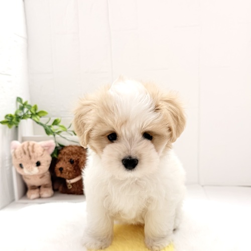 愛知県のハーフ犬・ミックス犬 (犬の家＆猫の里豊川インター店/2026年4月19日生まれ/男の子/ホワイトクリーム)の子犬の1枚目の画像