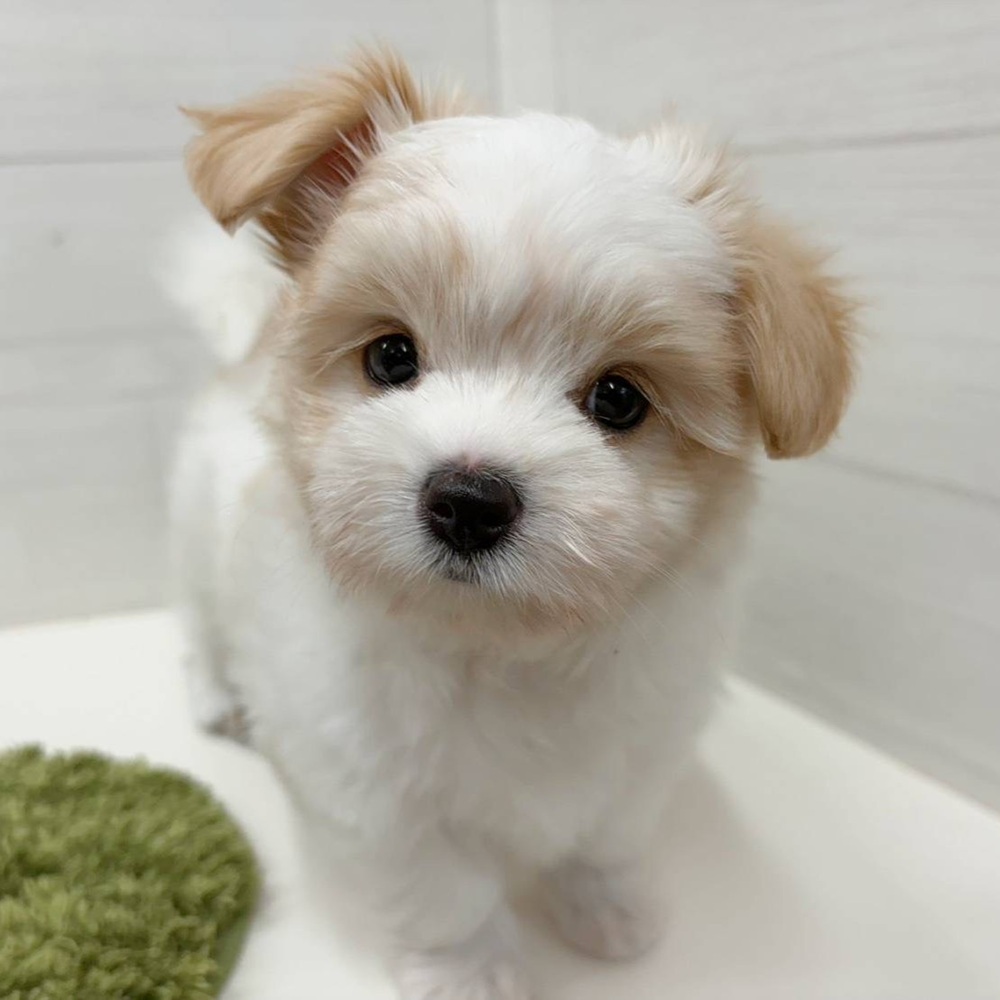 石川県のハーフ犬・ミックス犬 (犬の家＆猫の里アミーゴ金沢おこばた店/2026年4月19日生まれ/女の子/ホワイトクリーム)の子犬の2枚目の画像