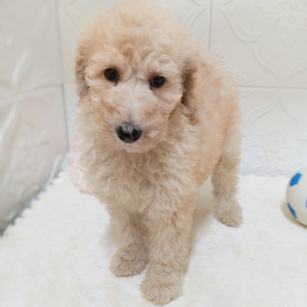 愛知県のスタンダードプードル (犬の家＆猫の里岡崎店/2026年4月17日生まれ/女の子/ペールフォーン)の子犬の1枚目の画像