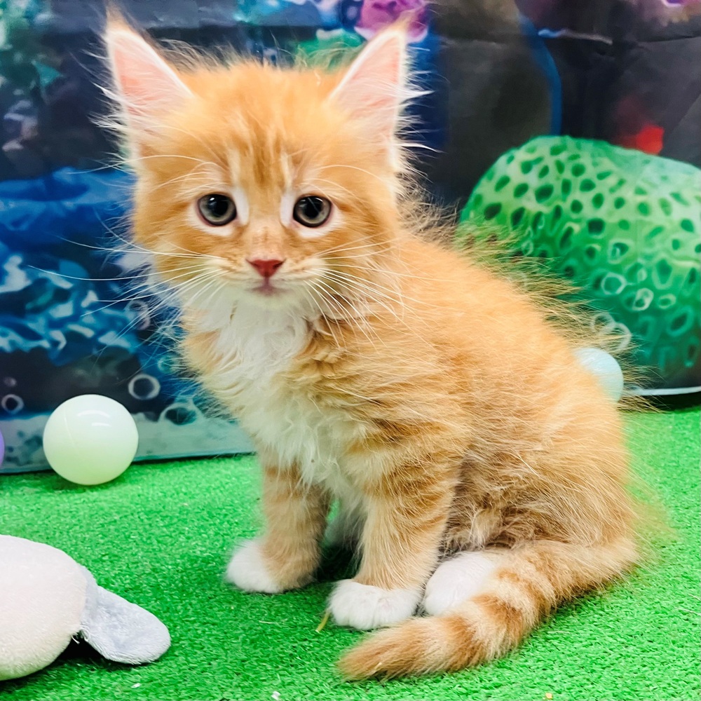 愛知県のサイベリアン (犬の家＆猫の里名古屋天白店/2026年4月18日生まれ/男の子/レッドタビーホワイト)の子猫の2枚目の画像