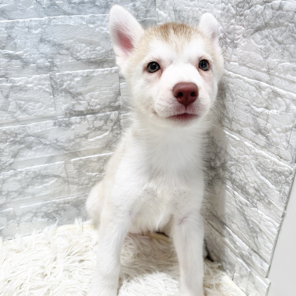 愛知県のシベリアンハスキー (犬の家＆猫の里MiO香久山店/2026年4月19日生まれ/女の子/レッドホワイト)の子犬の2枚目の画像