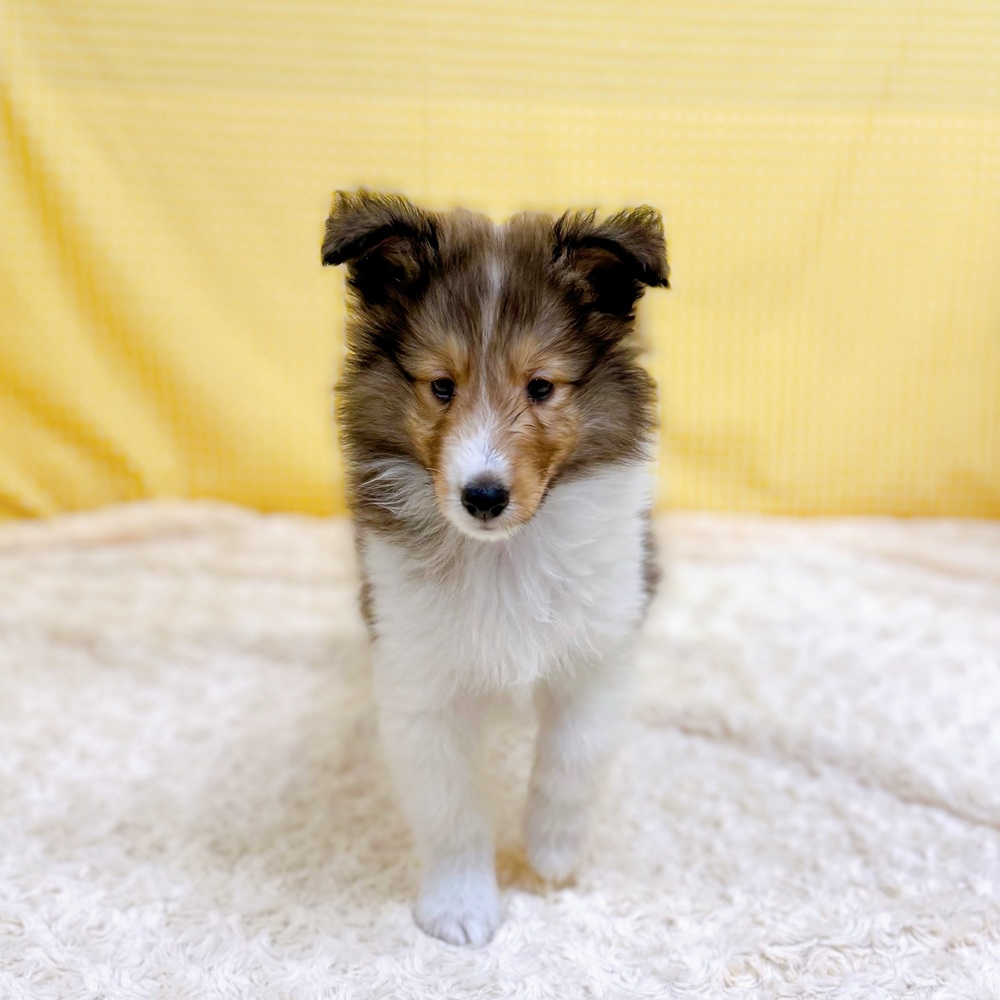 愛知県のシェットランドシープドッグ (犬の家＆猫の里一宮店/2026年4月18日生まれ/男の子/セーブルホワイト)の子犬の2枚目の画像