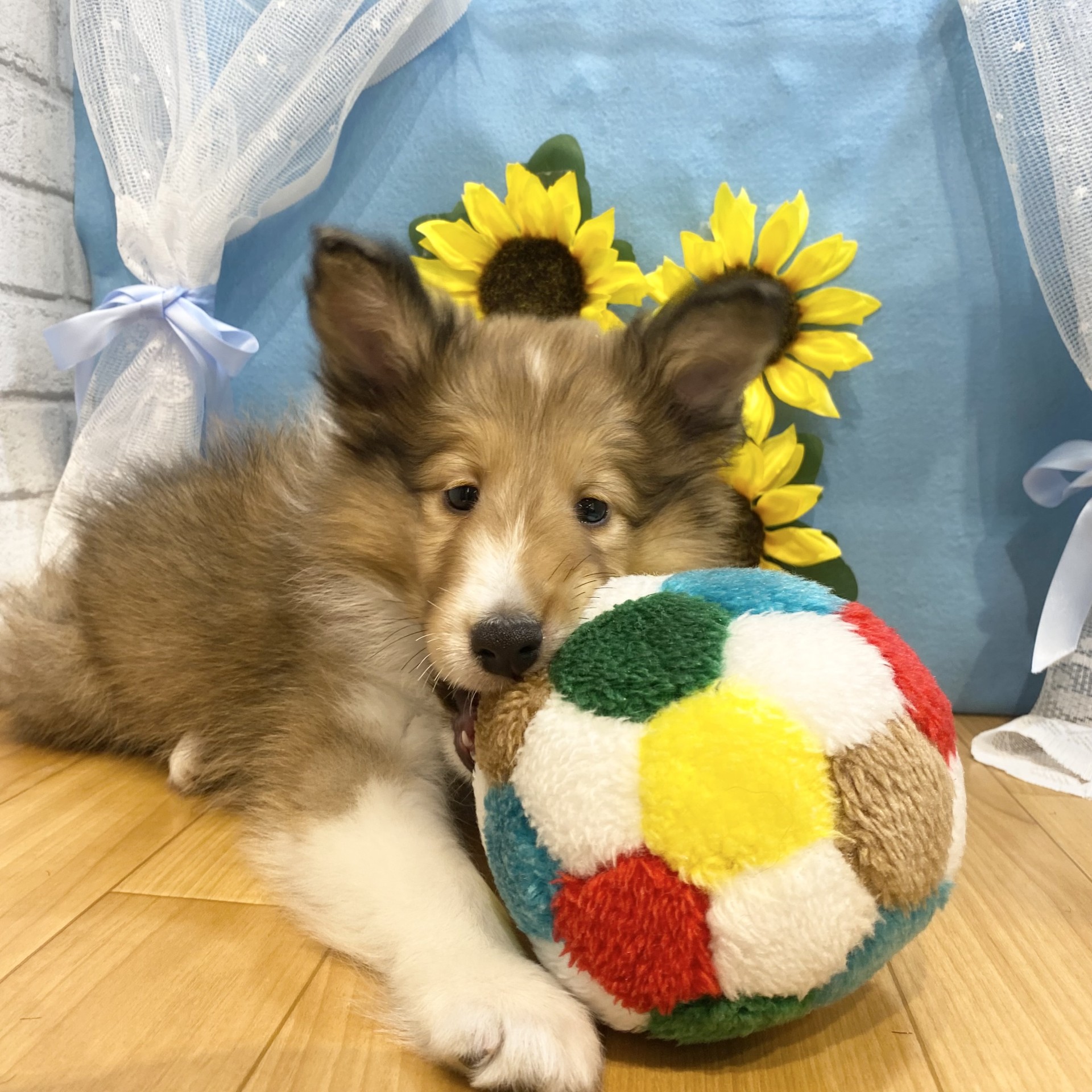 長野県のシェットランドシープドッグ (犬の家＆猫の里カインズ梓川店/2026年4月18日生まれ/男の子/セーブルホワイト)の子犬の2枚目の画像