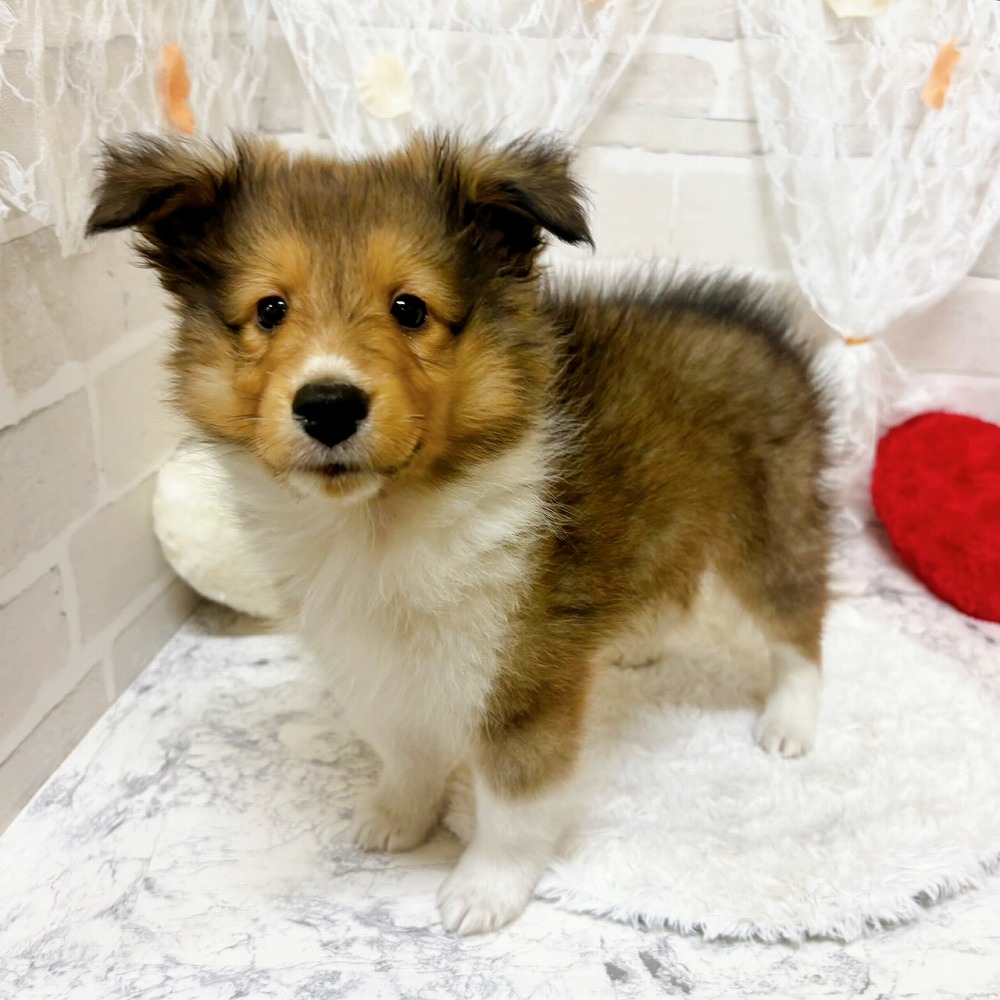京都府のシェットランドシープドッグ (犬の家＆猫の里京都精華店/2026年4月18日生まれ/男の子/セーブルホワイト)の子犬の2枚目の画像