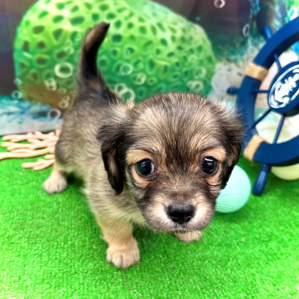 愛知県のチワックス(チワワ×ダックス) (犬の家＆猫の里名古屋天白店/2026年4月20日生まれ/男の子/シェーデットイエロー)の子犬の2枚目の画像