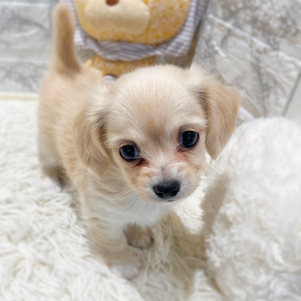 愛知県のチワックス(チワワ×ダックス) (犬の家＆猫の里MiO香久山店/2026年4月20日生まれ/女の子/クリーム)の子犬の2枚目の画像