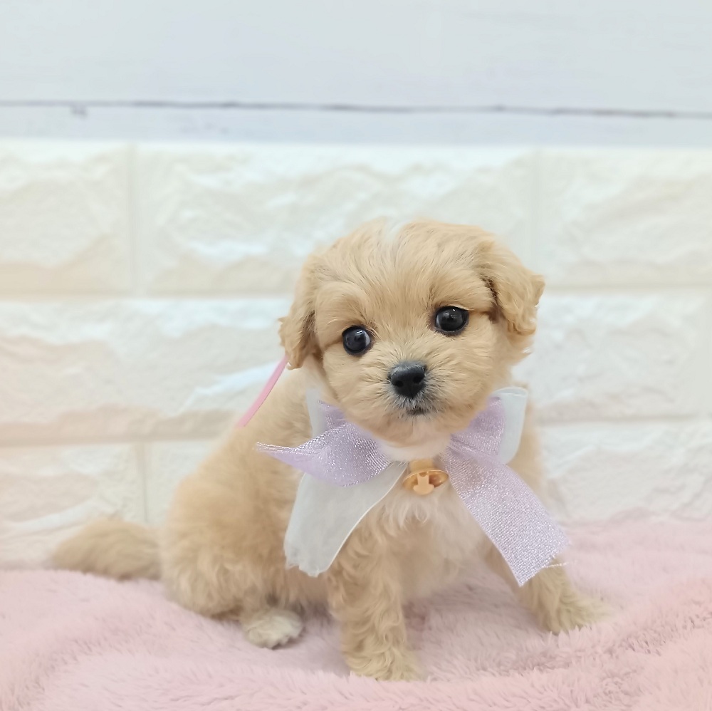 静岡県のペキプー(ペキニーズ×プードル) (犬の家＆猫の里アミーゴ浜松和田店/2026年4月21日生まれ/女の子/アプリコット)の子犬の2枚目の画像