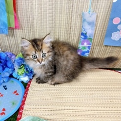 神奈川県のマンチカン (犬の家＆猫の里小田原店/2026年4月24日生まれ/女の子/ブラウンパッチドタビー)の子猫の2枚目の画像
