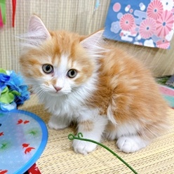神奈川県のマンチカン (犬の家＆猫の里小田原店/2026年4月21日生まれ/男の子/レッドタビーホワイト)の子猫の2枚目の画像