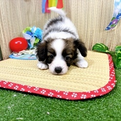 神奈川県のパピヨン (犬の家＆猫の里小田原店/2026年4月27日生まれ/男の子/ホワイトブラウン)の子犬の2枚目の画像