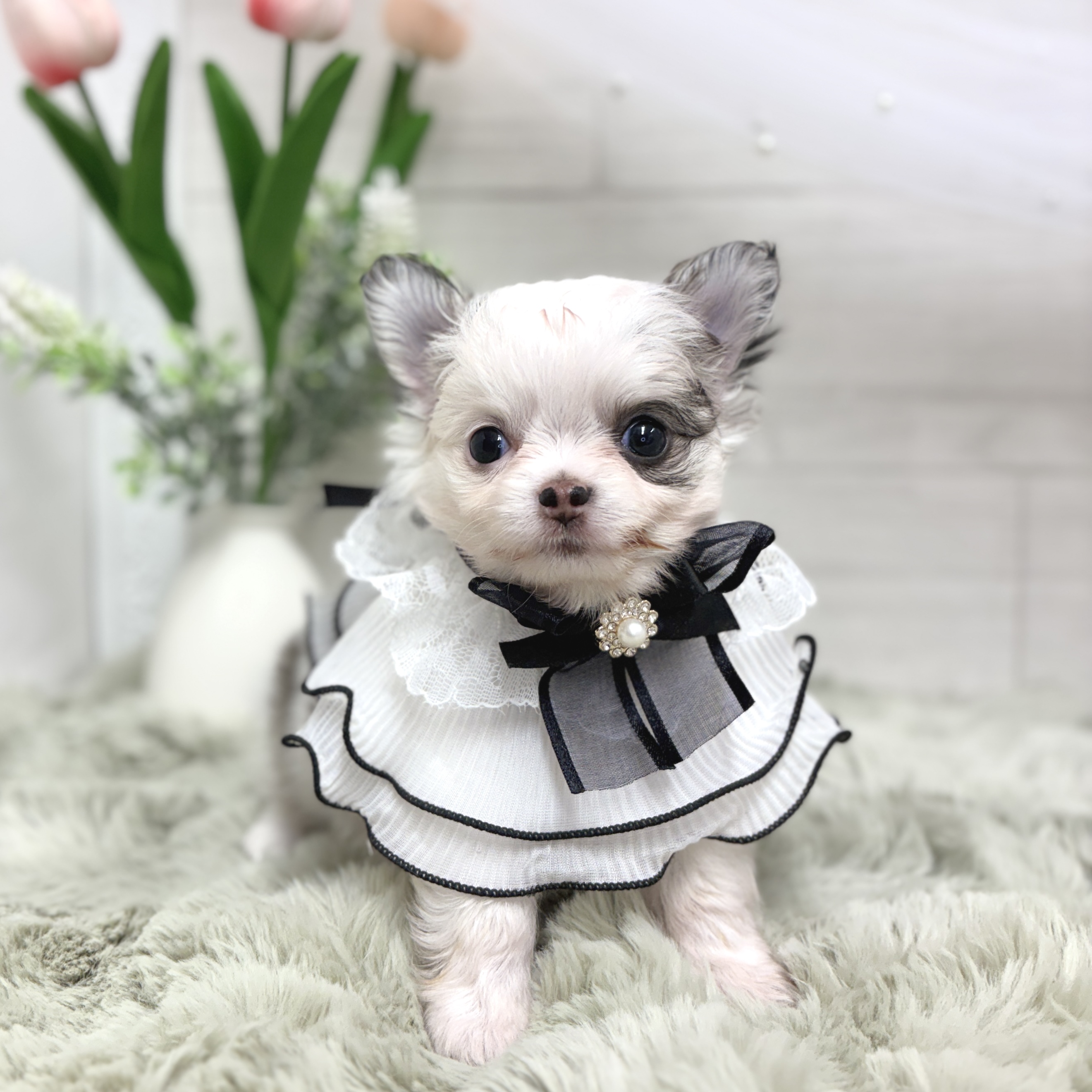 生体画像２