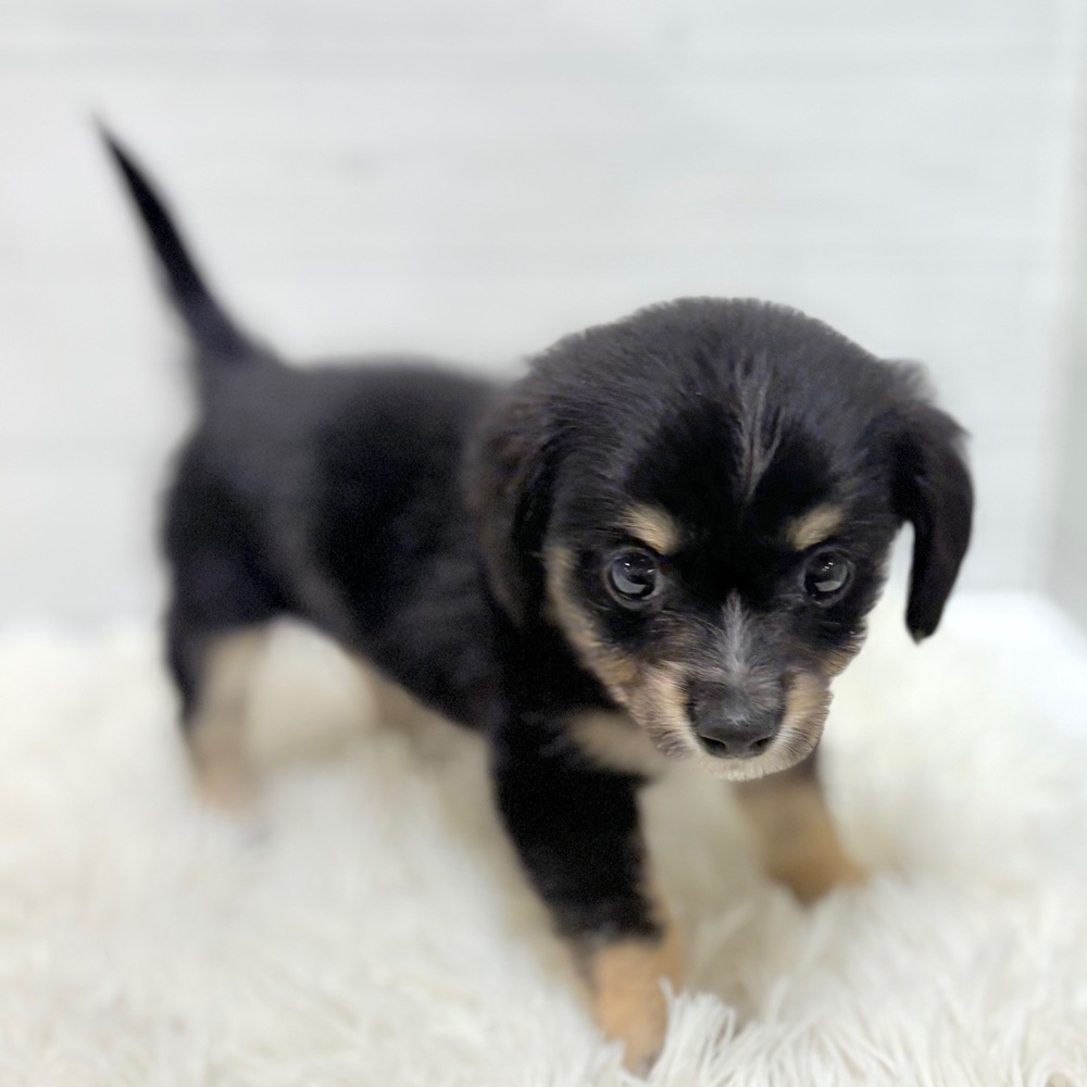 愛知県のチワックス(チワワ×ダックス) (犬の家＆猫の里豊田店/2026年4月20日生まれ/男の子/ブラックタン)の子犬の2枚目の画像