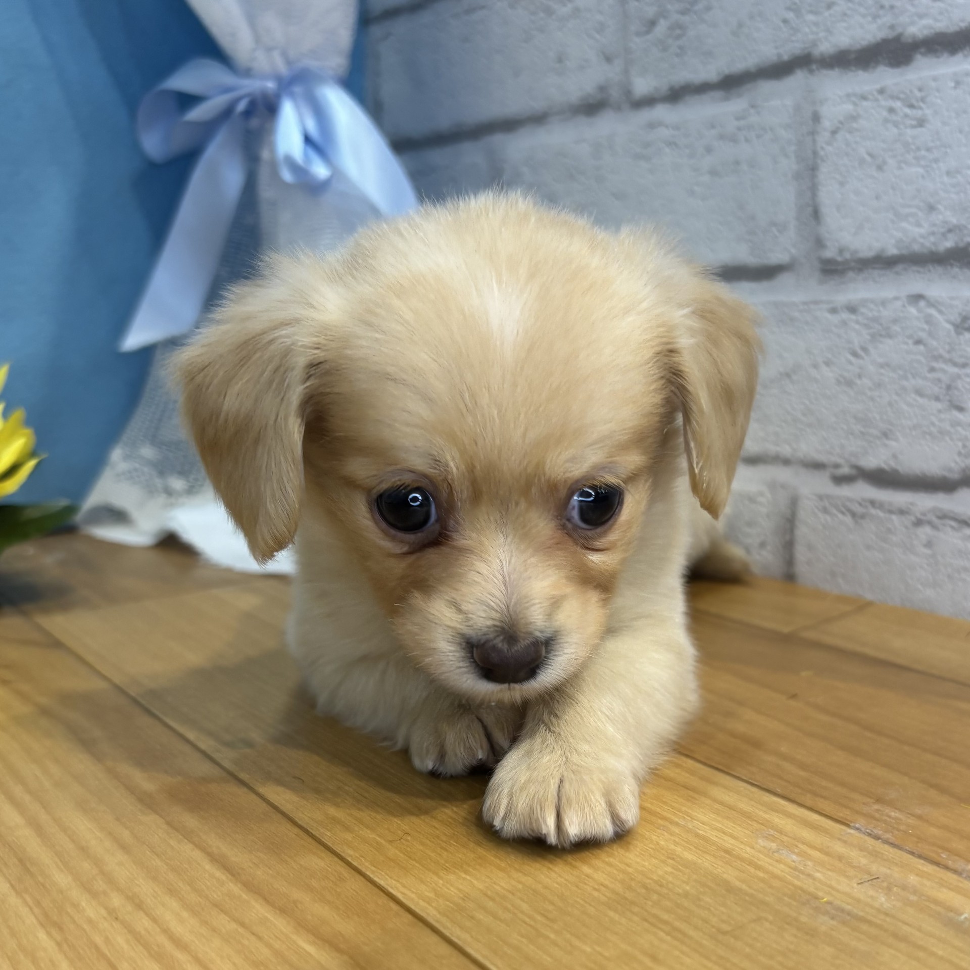 長野県のチワックス(チワワ×ダックス) (犬の家＆猫の里カインズ梓川店/2026年4月20日生まれ/女の子/クリーム)の子犬の2枚目の画像