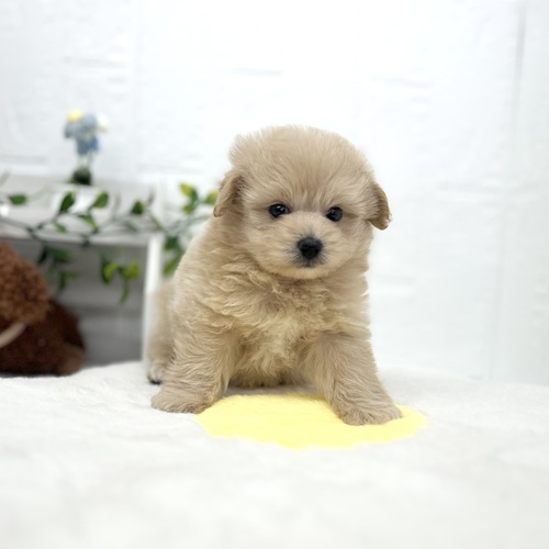 愛知県のポメプー(ポメラニアン×プードル) (犬の家＆猫の里豊川インター店/2026年4月21日生まれ/男の子/アプリコット)の子犬の1枚目の画像