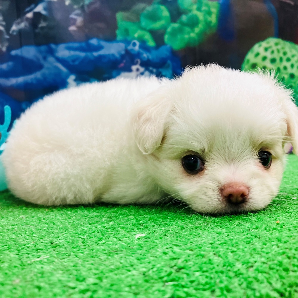 愛知県のチワワ(ロング) (犬の家＆猫の里名古屋天白店/2026年4月20日生まれ/男の子/クリーム)の子犬の2枚目の画像
