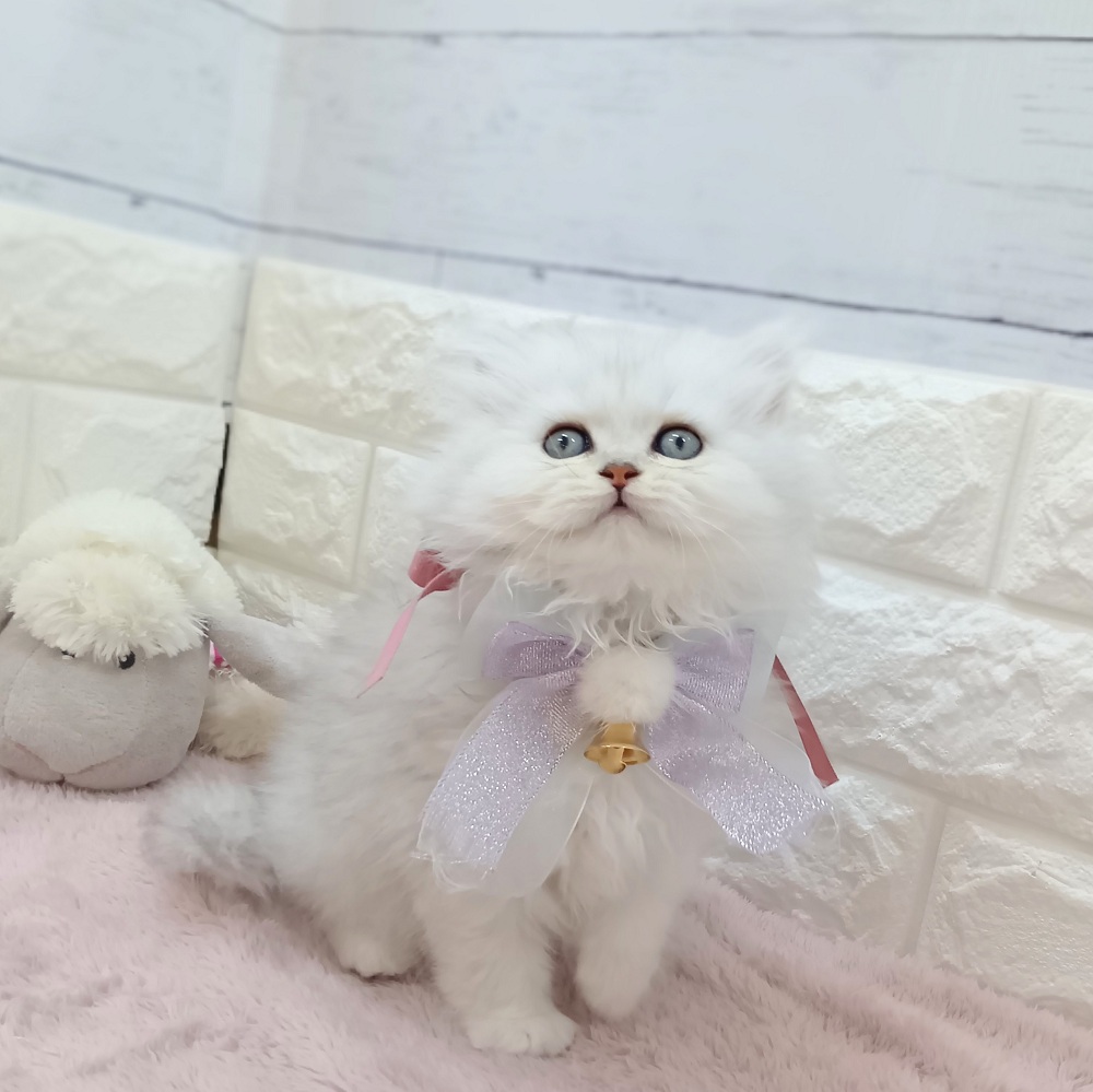 生体画像２