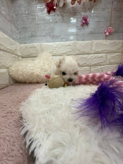 静岡県のマルチーズ (犬の家＆猫の里プレ葉ウォーク浜北店/2026年4月21日生まれ/女の子/ホワイト)の子犬の2枚目の画像