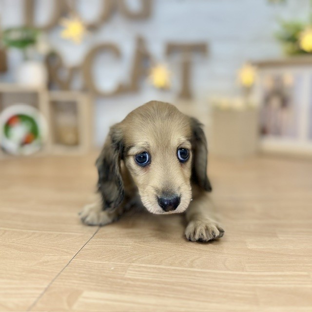 千葉県のミニチュアダックスフンド(ロング) (犬の家＆猫の里ワンズモール稲毛店/2026年4月17日生まれ/男の子/レッド)の子犬の2枚目の画像